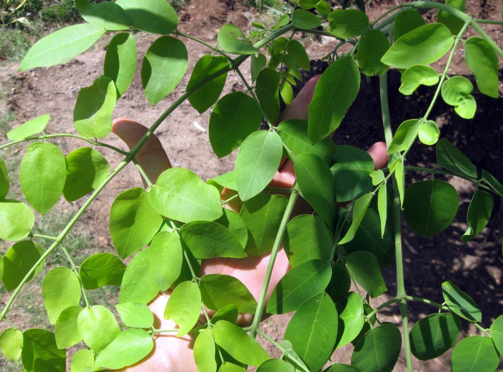 Moringa